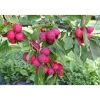 Paratiisiomenapuu Malus Viheraarni Dolgo 150-200