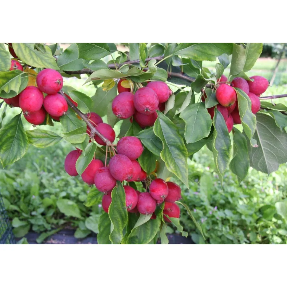 Paratiisiomenapuu Malus Viheraarni Dolgo 150-200