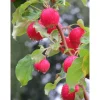Paratiisiomenapuu Viheraarni Malus Rescue 150-200