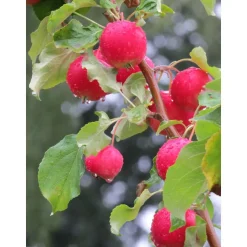 Paratiisiomenapuu Viheraarni Malus Rescue 150-200