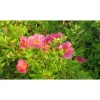 Pensashanhikki Viheraarni Dasiphora Fruticosa Pink Paradise