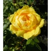 Persiankeltaruusu Rosa foetida Viheraarni Persian Yellow