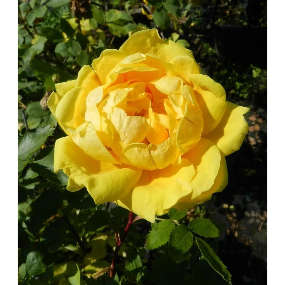 Persiankeltaruusu Rosa foetida Viheraarni Persian Yellow
