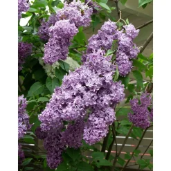 Pihasyreeni Syringa vulgaris Viheraarni
