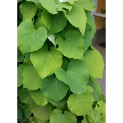 Piippuköynnös Aristolochia macrophylla Viheraarni