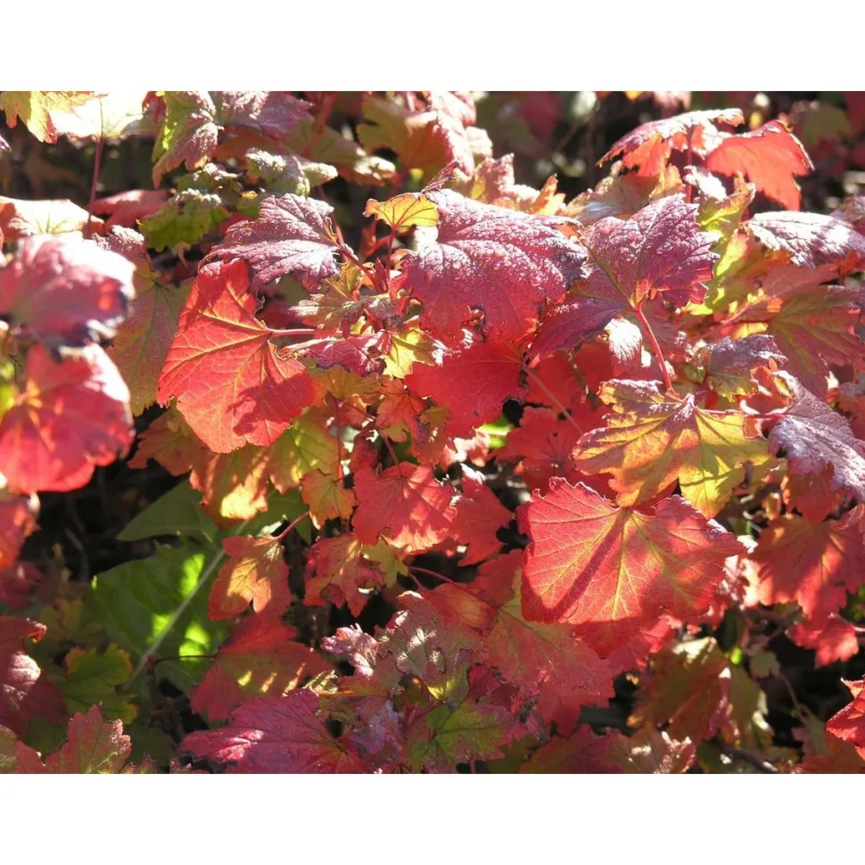 Pikkuherukka Ribes glandulosum Viheraarni Lamoherukka