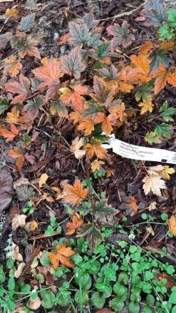 Pikkuherukka Ribes glandulosum Viheraarni Lamoherukka