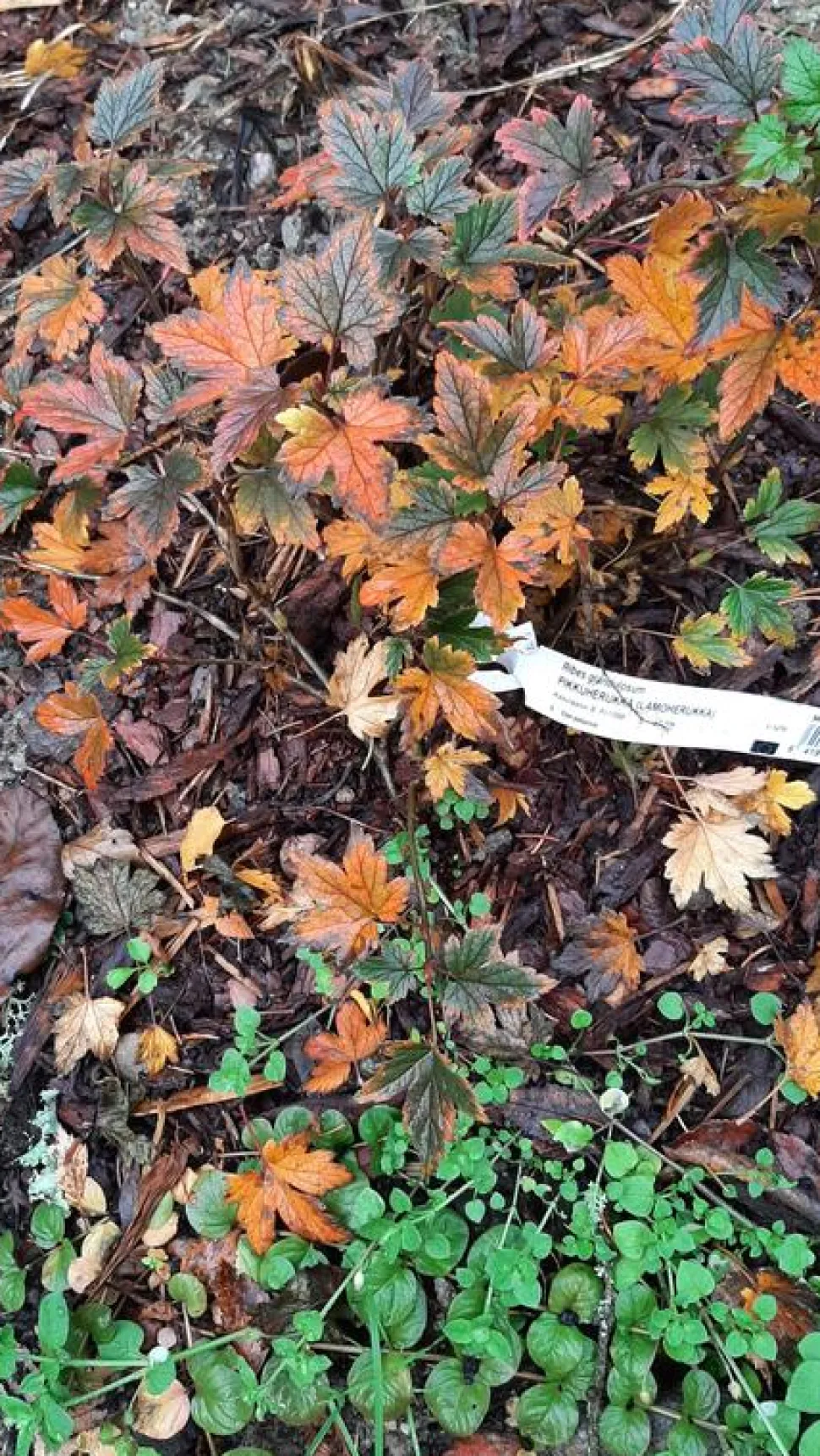 Pikkuherukka Ribes glandulosum Viheraarni Lamoherukka