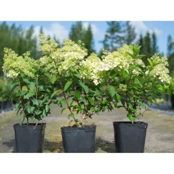 Pikkuhortensia Hydrangea paniculata Viheraarni Bobo