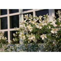 Pikkujasmike Philadelphus x lemoinei-ryhmä