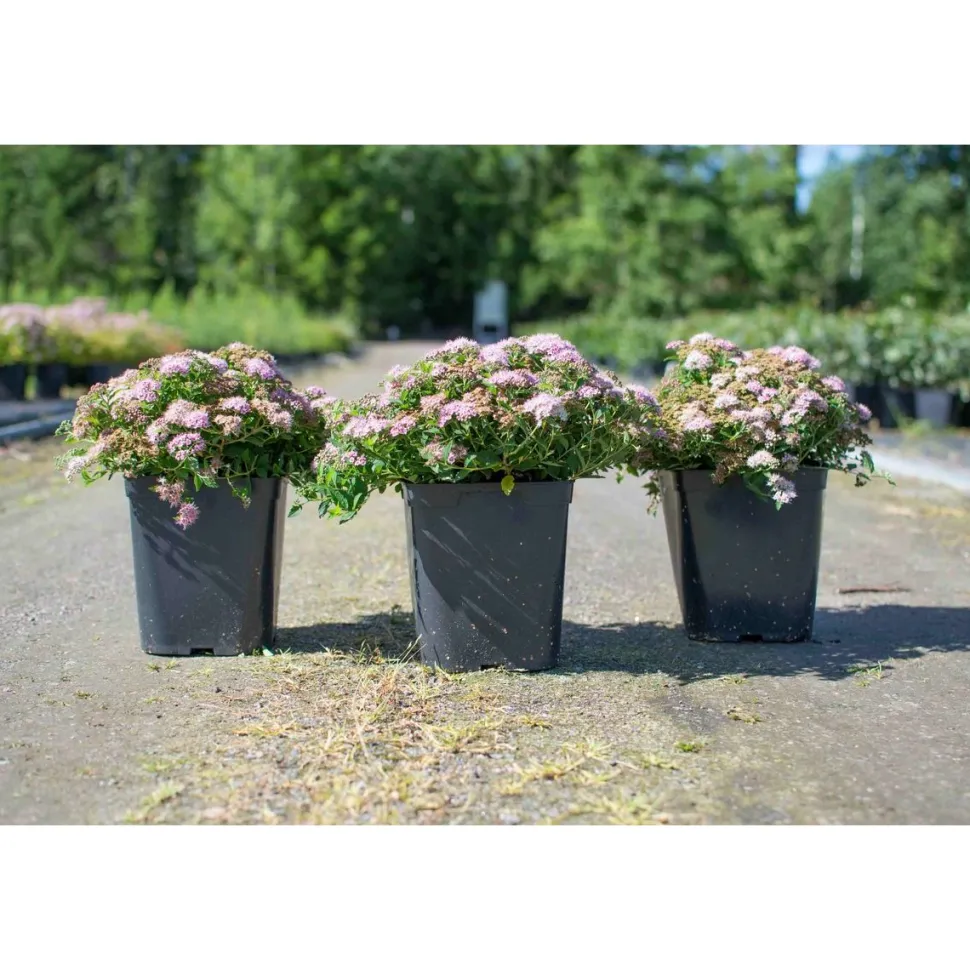 Pikkukeijuangervo Spiraea jap. Viheraarni Nana