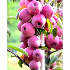 Pilariomenapuu Malus Viheraarni Elina