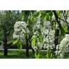 Pilvikirsikka Prunus pensylvanica Viheraarni 150-200