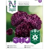 Pioniunikko Nelson Garden Black Peony, siemenet