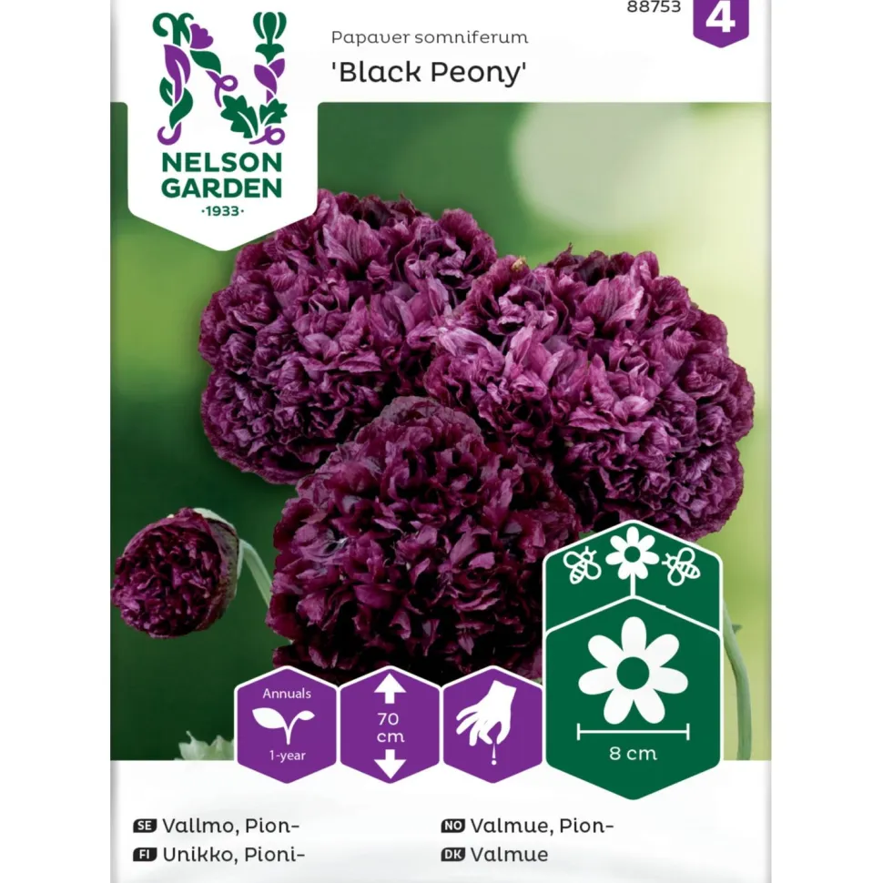 Pioniunikko Nelson Garden Black Peony, siemenet
