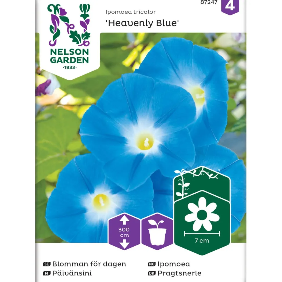 Päivänsini Nelson Garden Heavenly Blue, siemenet