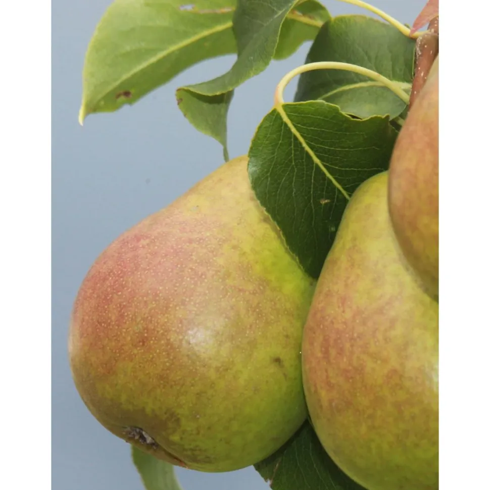 Päärynä Pyrus communis Viheraarni Lada