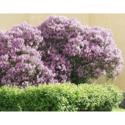 Puistosyreeni Syringa x henryi Viheraarni