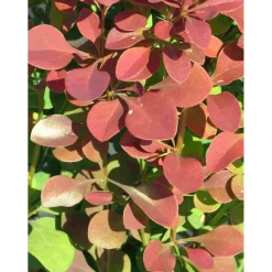 Purppurahappomarja Berberis thunbergii Viheraarni Atropurpurea