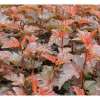 Purppuraheisiangervo Physocarpus opulifolius Viheraarni Lady in Red