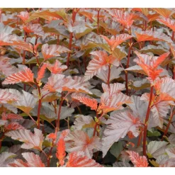 Purppuraheisiangervo Physocarpus opulifolius Viheraarni Lady in Red