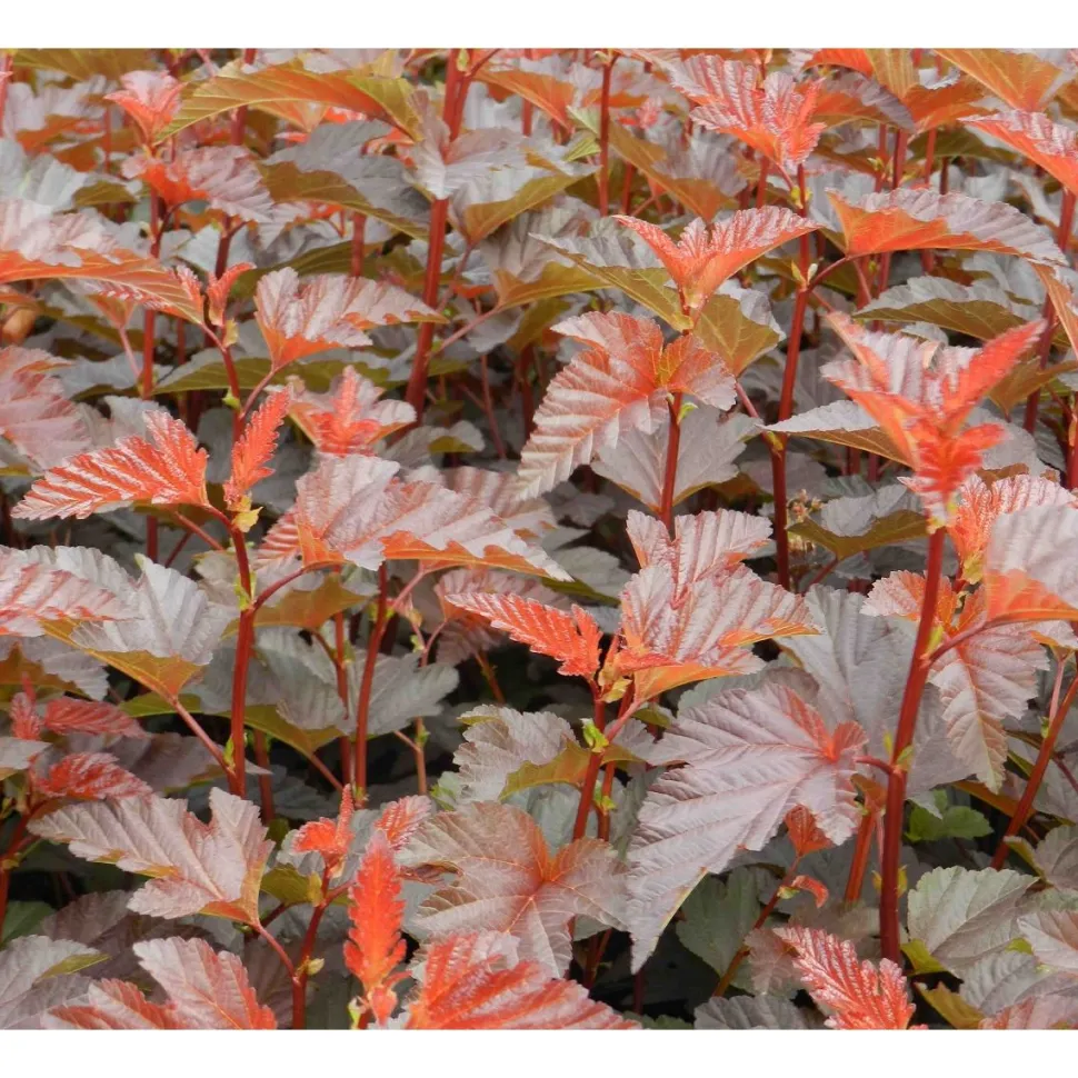 Purppuraheisiangervo Physocarpus opulifolius Viheraarni Lady in Red