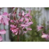 Purppuraomenapuu Malus Viheraarni Royal Beauty 150