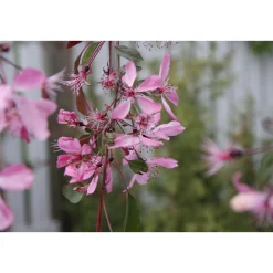 Purppuraomenapuu Malus Viheraarni Royal Beauty 150