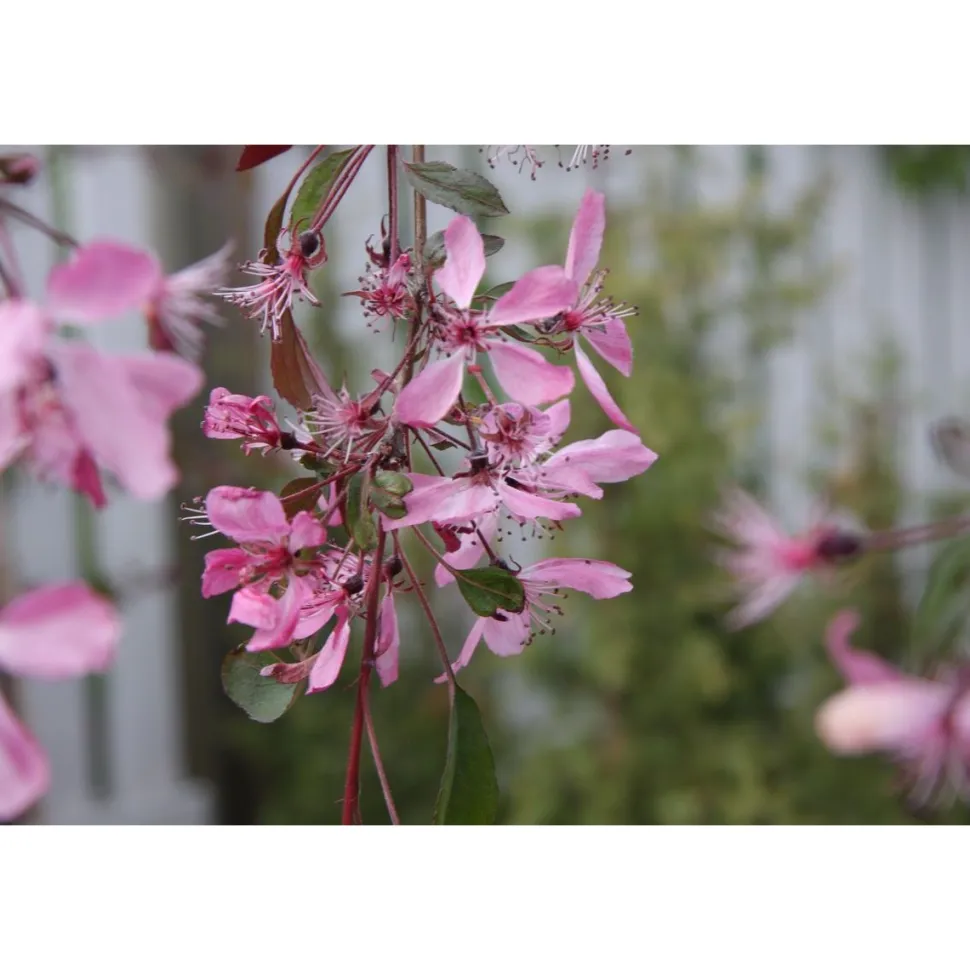 Purppuraomenapuu Malus Viheraarni Royal Beauty 150
