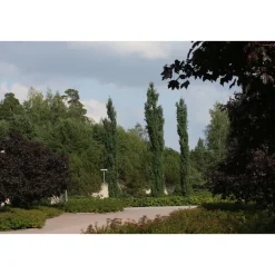 Pylväshaapa Populus tremula Viheraarni Erecta 150-200