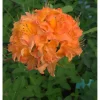 Revontuliatsalea Rhododendron Viheraarni Mandarin Lights 30-40