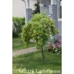 Riippahernepuu Viheraarni Caragana Arborescens Pendula 180-