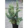 Rohtokataja Juniperus sq. Viheraarni Blue Compact 30-40