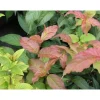 Rusovuohenkuusama Diervilla sessifolia Viheraarni