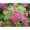 Ruusuangervo Spiraea jap. Viheraarni Froebelii