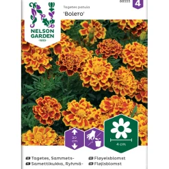 Ryhmäsamettikukka Nelson Garden Bolero, siemenet