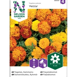 Ryhmäsamettikukka Nelson Garden Petite, seos, siemenet