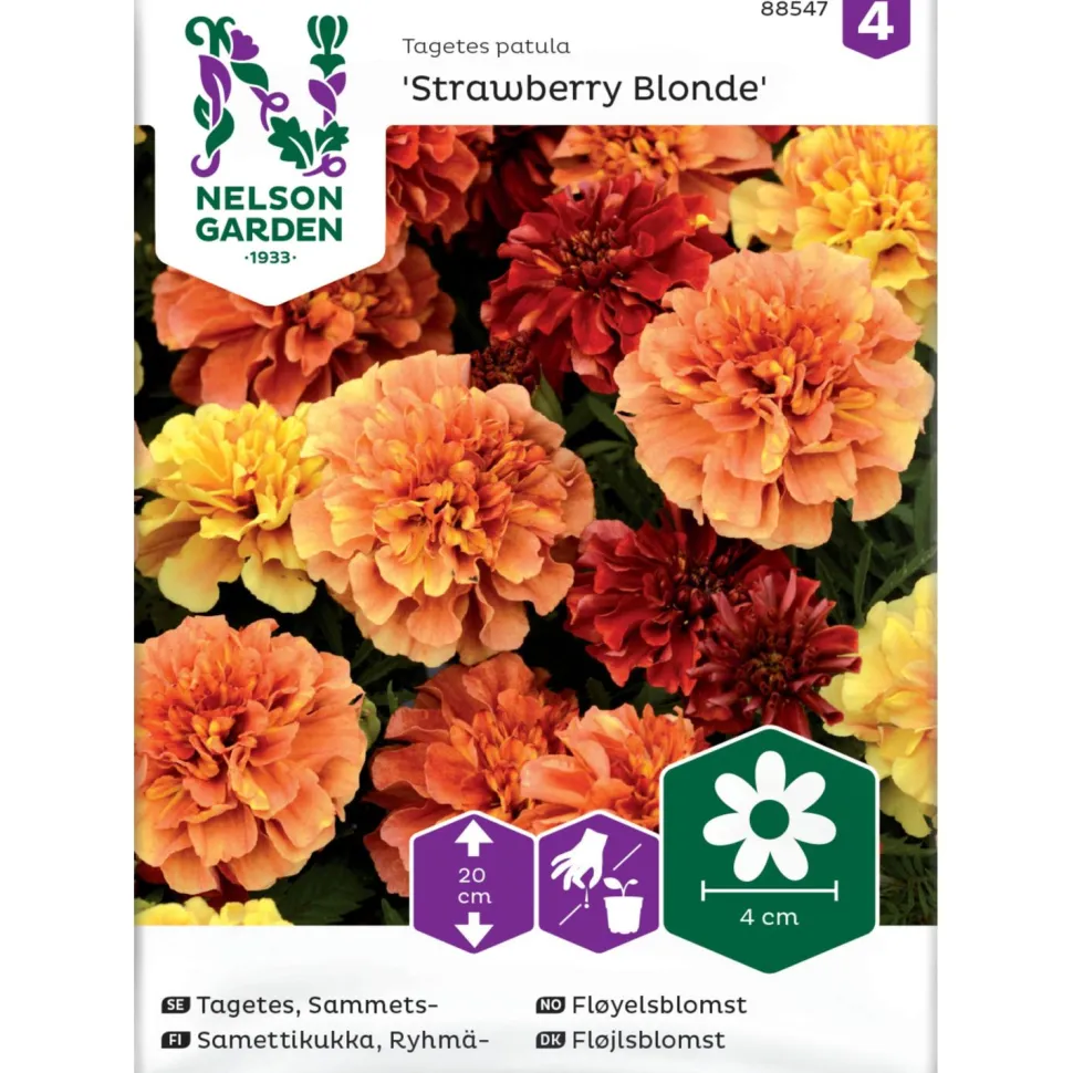 Ryhmäsamettikukka Nelson Garden Strawberry Blonde, siemenet