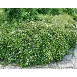 Seppelvarpu Stephanandra incisa Viheraarni Crispa