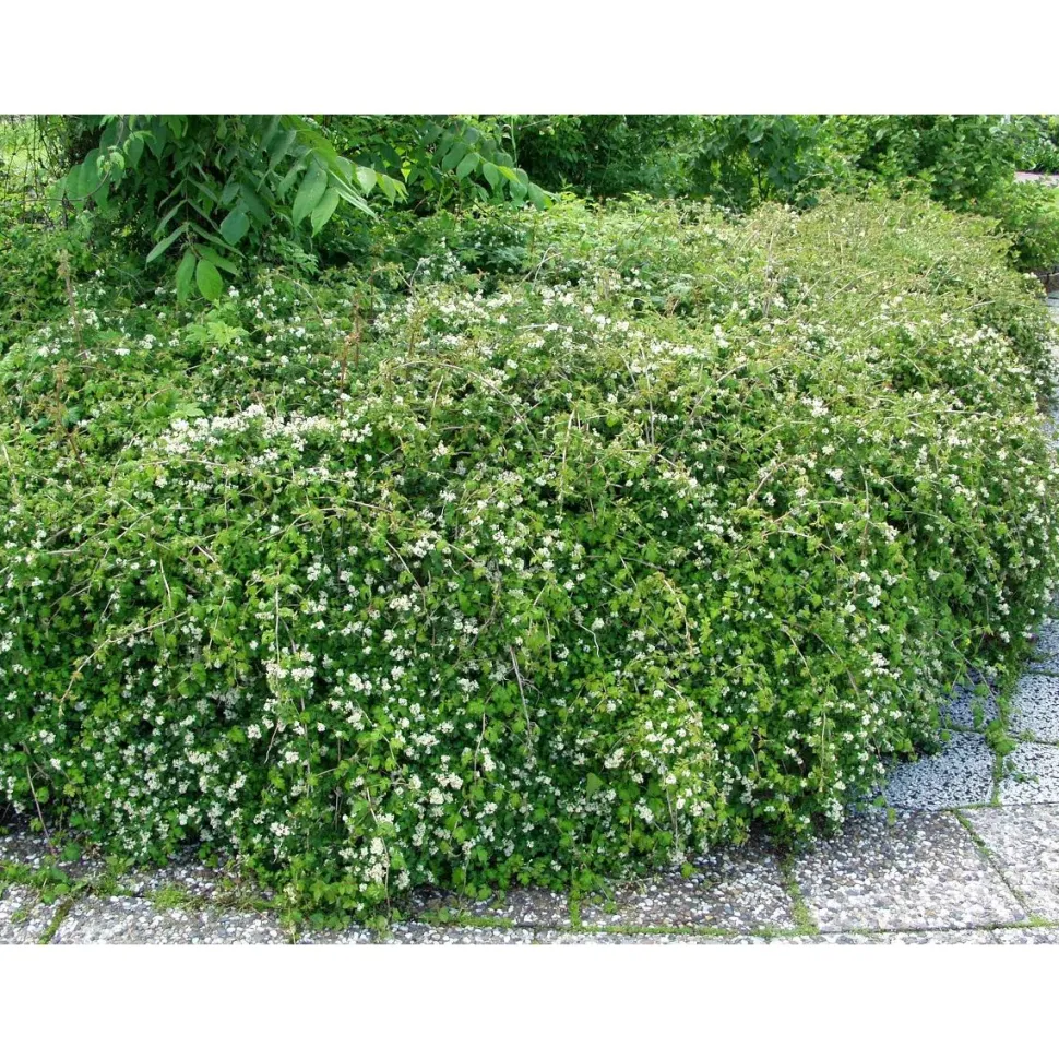 Seppelvarpu Stephanandra incisa Viheraarni Crispa