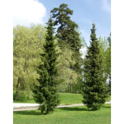 Serbiankuusi Picea glauca Viheraarni Picea omorika 100-120