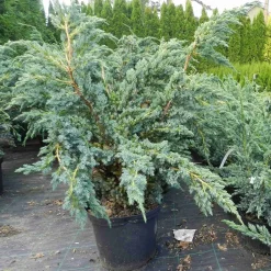 Sinikataja Juniperus sq. Viheraarni Meyeri 30-40