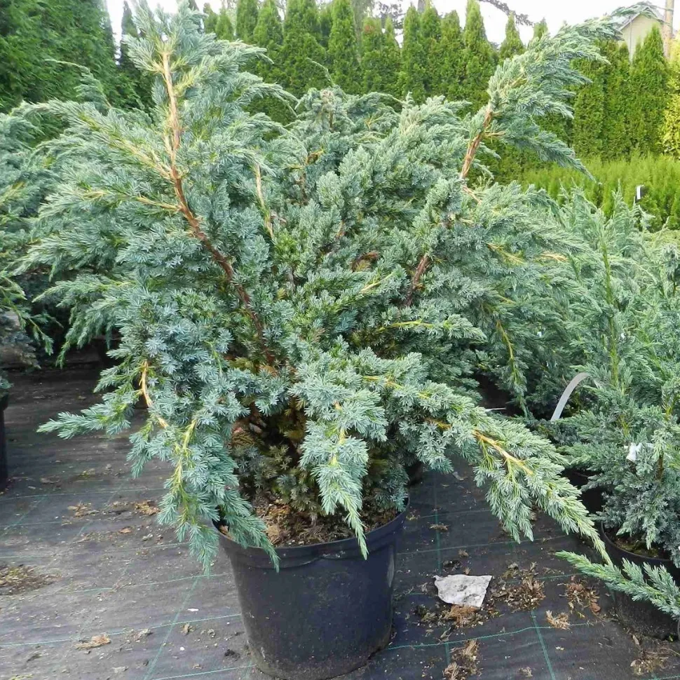 Sinikataja Juniperus sq. Viheraarni Meyeri 30-40