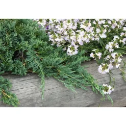 Sinilaakakataja Juniperus hor. Viheraarni Glauca 30-40