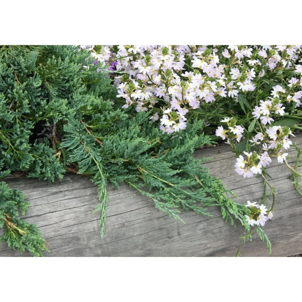 Sinilaakakataja Juniperus hor. Viheraarni Glauca 30-40