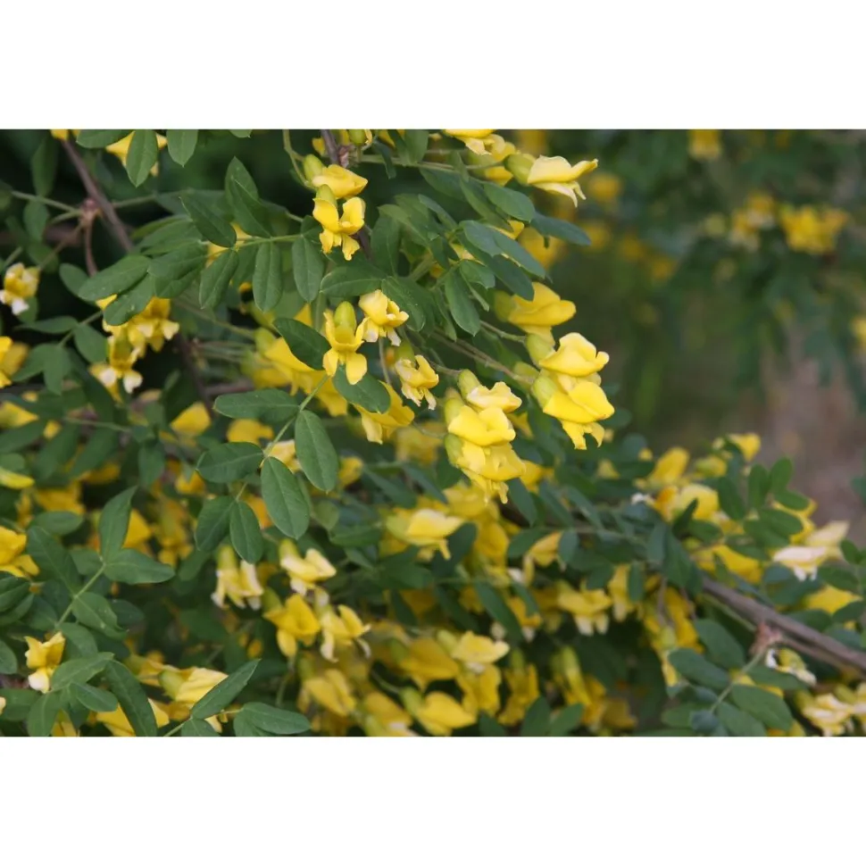 Siperianhernepensas Caragana arborescens Viheraarni