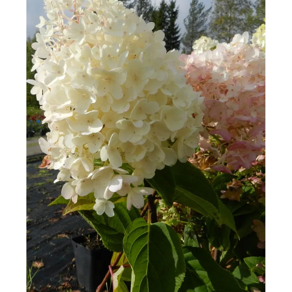 Syyshortensia Hydrangea paniculata Viheraarni Silver Dollar