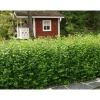 Taikinamarja Ribes alpinum Viheraarni