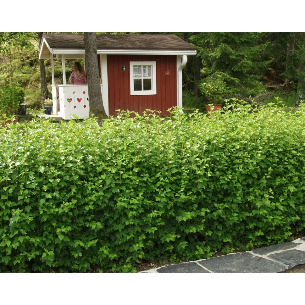 Taikinamarja Ribes alpinum Viheraarni