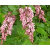 Tapaninsyreeni Syringa x henryi Viheraarni